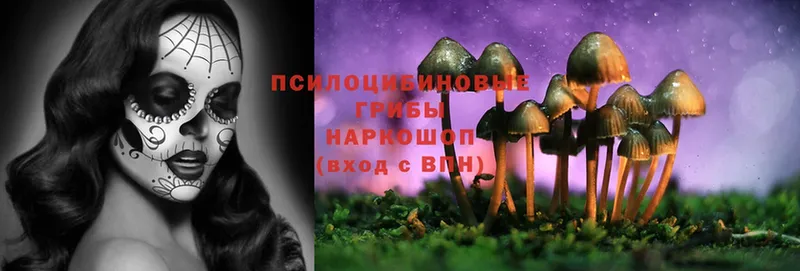 Псилоцибиновые грибы Psilocybe  shop как зайти  Тосно 